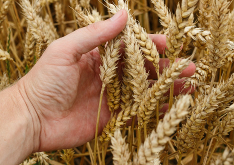 Agronom - czym się zajmuje?