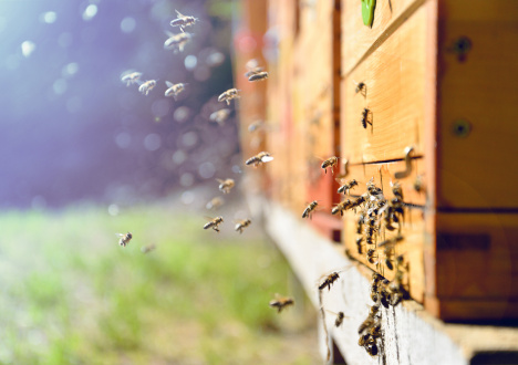 Hodowla pszczół - pszczelarstwo, jak zacząć