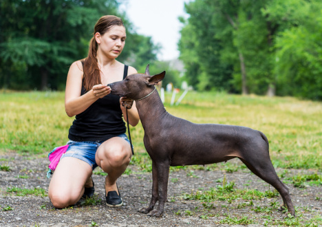 Treser psów - jak zostać, kurs, zarobki